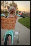 teacup yorkie